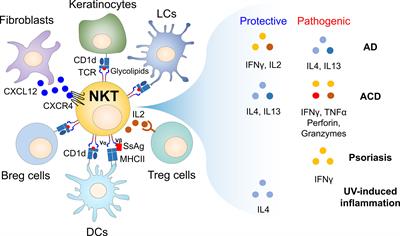 Roles and therapeutic potential of CD1d-Restricted NKT cells in inflammatory skin diseases